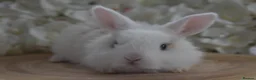 Mini Lop rabbits for sale: Mini lop X bunnies - Advert 6
