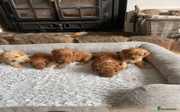 Cockapoo dogs for sale: Beautiful cockerpoo F1B - Advert 2