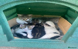 Domestic Shorthair cats for sale: 3 kittens, 1 male and 2 female - Image 5