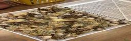 Quail poultry for sale: Coturnix quail Japanese  - Advert 4