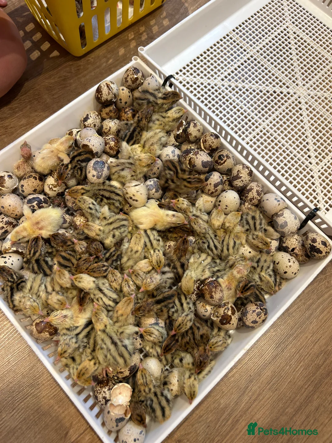 Quail poultry for sale: Coturnix quail Japanese  - Advert 4