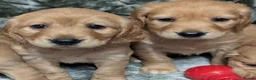 Cockerdor dogs for sale: Stunning Golden Cockerdor puppies  - Advert 3