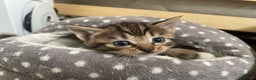 Munchkin cats for sale: Beautiful Bengal Tabby Munchkin Kittens for sale  - Advert 20