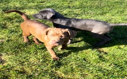 Mixed Breed dogs for sale: Cane Corso x Neapolitan Mastiff girl in Holsworthy - Image 4