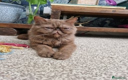 Exotic cats for stud: Looking for a exotic stud - Image 2