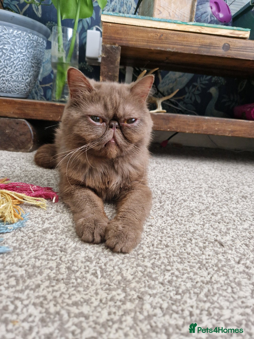 Exotic cats for stud: Looking for a exotic stud - Image 2