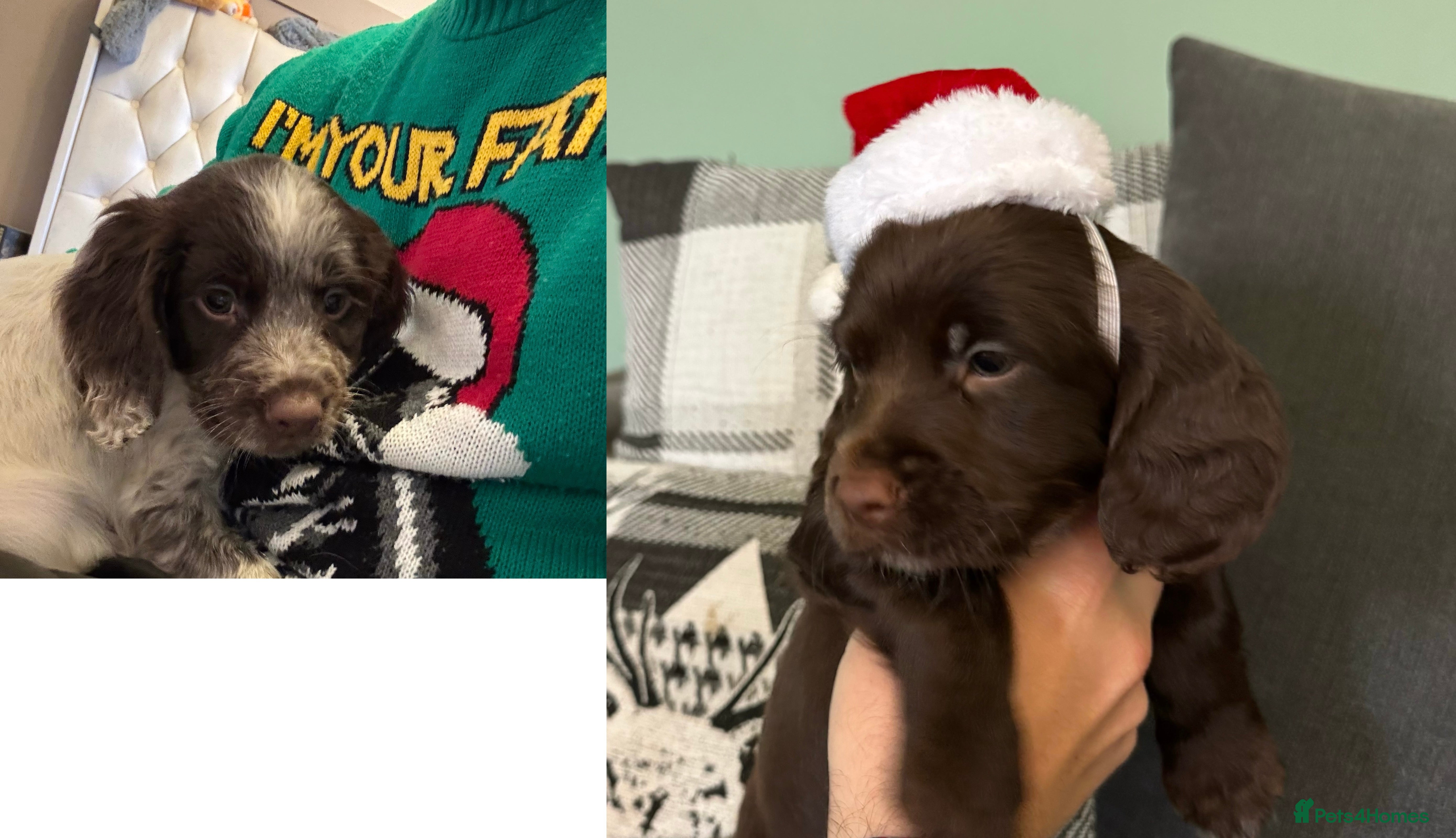 Cocker Spaniel dogs 2 left - Ready to leave Cocker Spaniel puppies - Advert 6