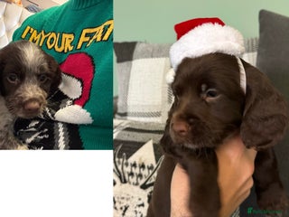 Cocker Spaniel dogs 2 left - Ready to leave Cocker Spaniel puppies - Advert 6