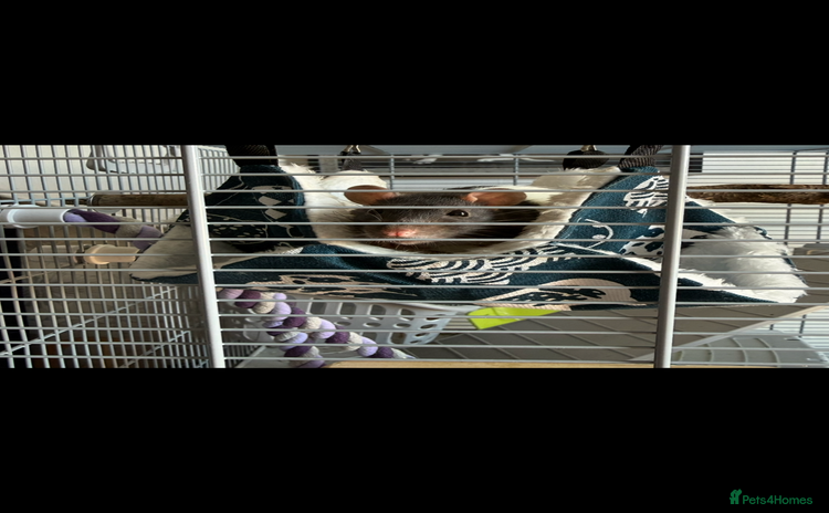 Rat rodents - Advert 1