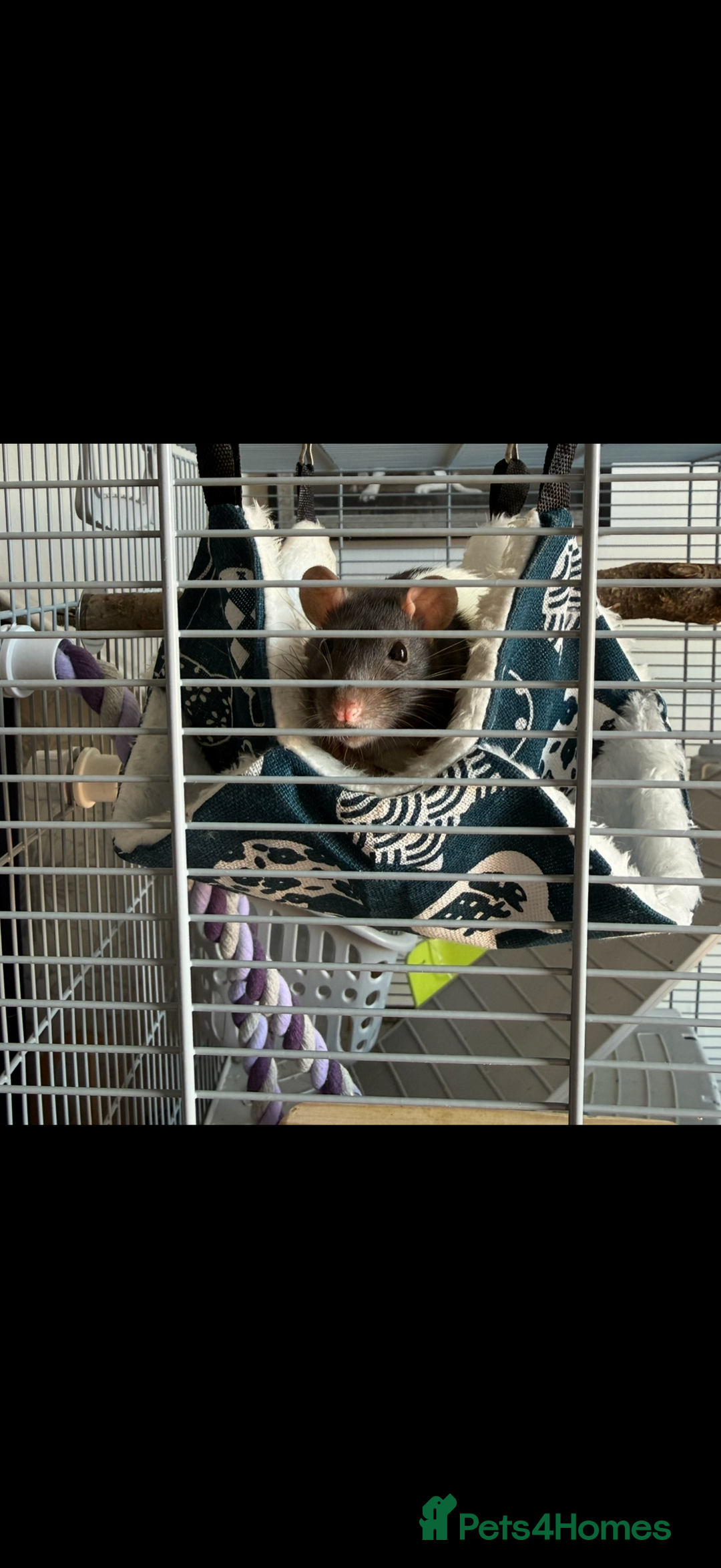 Rat rodents for sale: Free 2 female pet rats and cage  - Image 1