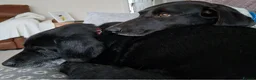 Mixed Breed dogs for adoption:  Stratos ❤️  - Advert 11