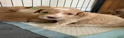 Mixed Breed dogs for sale: 🐾 Australian Double Doodle Puppies Expected 🐾 - Advert 5