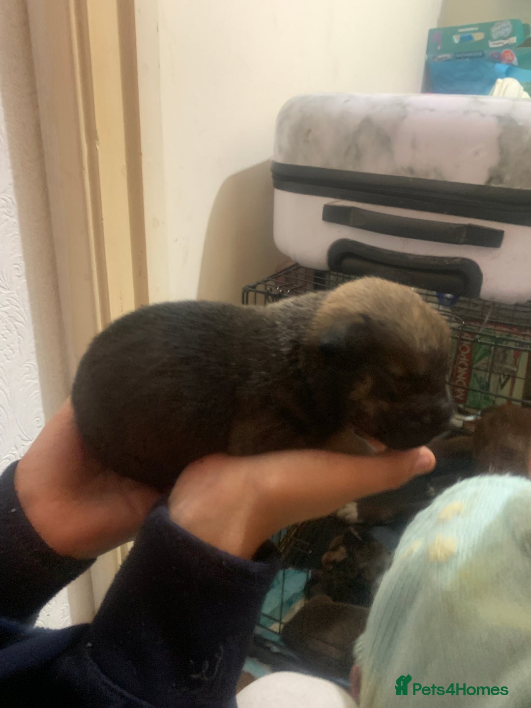 Mixed Breed dogs for sale: 5 Alaskan malamute x Staffordshire bull terrier  - Image 12