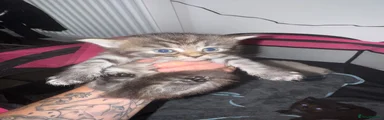 Tabby