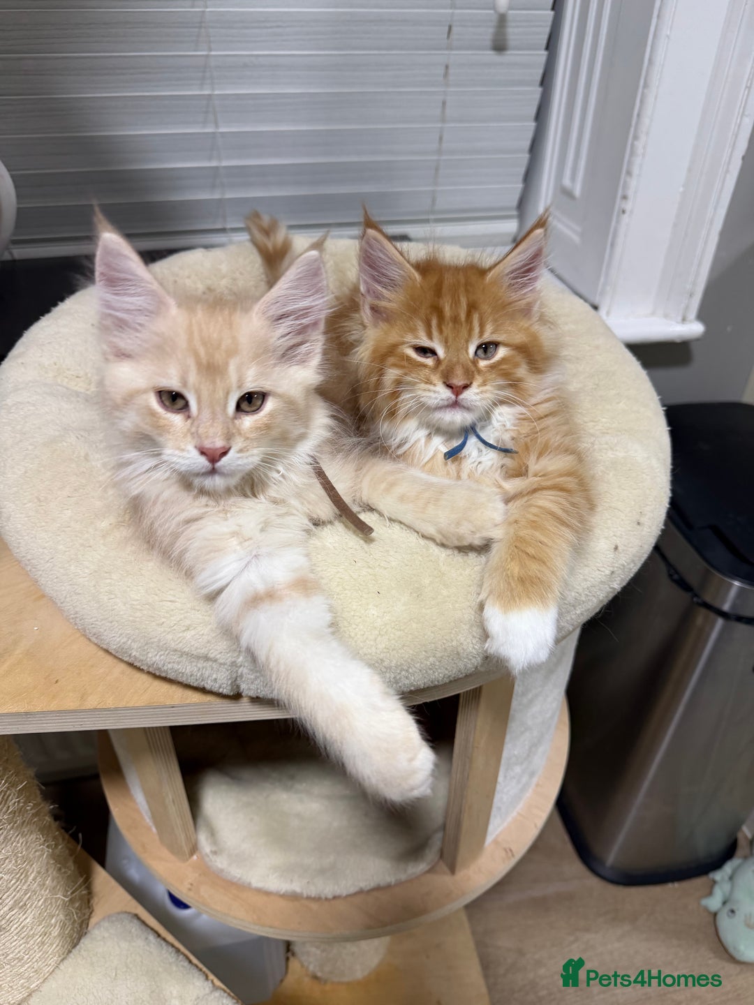 Maine Coon cats for sale: Beautiful friendly Maine Coon cross Kittens  - Advert 7