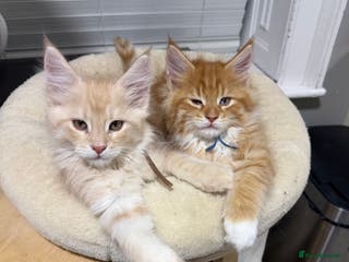 Maine Coon cats Beautiful friendly Maine Coon cross Kittens - Advert 1