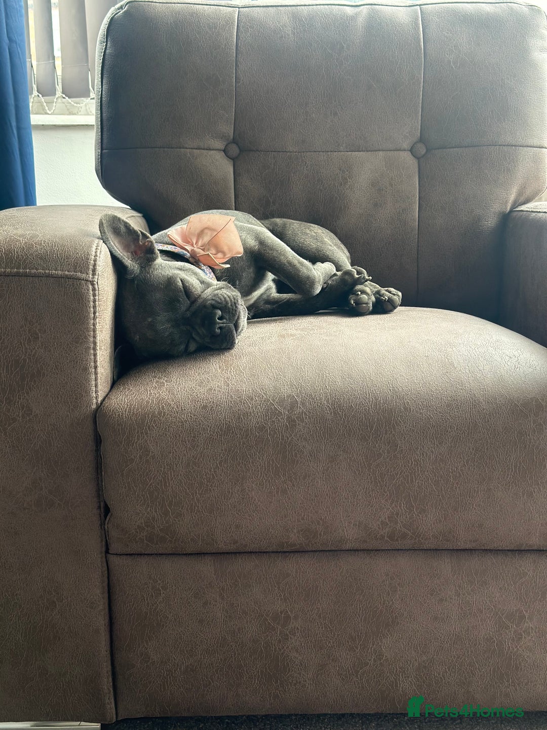 French Bulldog dogs for sale: 6 month old French Bulldog puppy  - Image 1