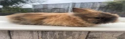 Lionhead rabbits for sale: Purebred double maned lion heads  - Advert 5