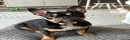 French Bulldog dogs for sale: 🖤🤎1yr Female French Bulldog – Stormi - Advert 4