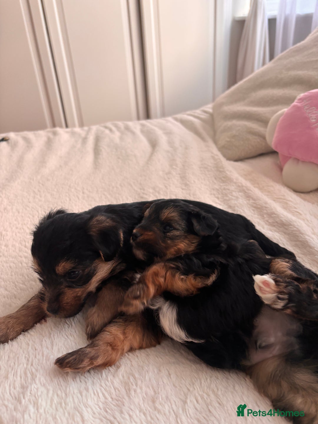 Yorkshire Terrier dogs for sale: Pedigree Yorkshire Terrier - Advert 16