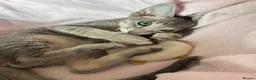 Peterbald cats for sale: Tica registered Peterbald girls  in Maidstone - Advert 14