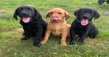 Labrador Retriever dogs - Advert 4