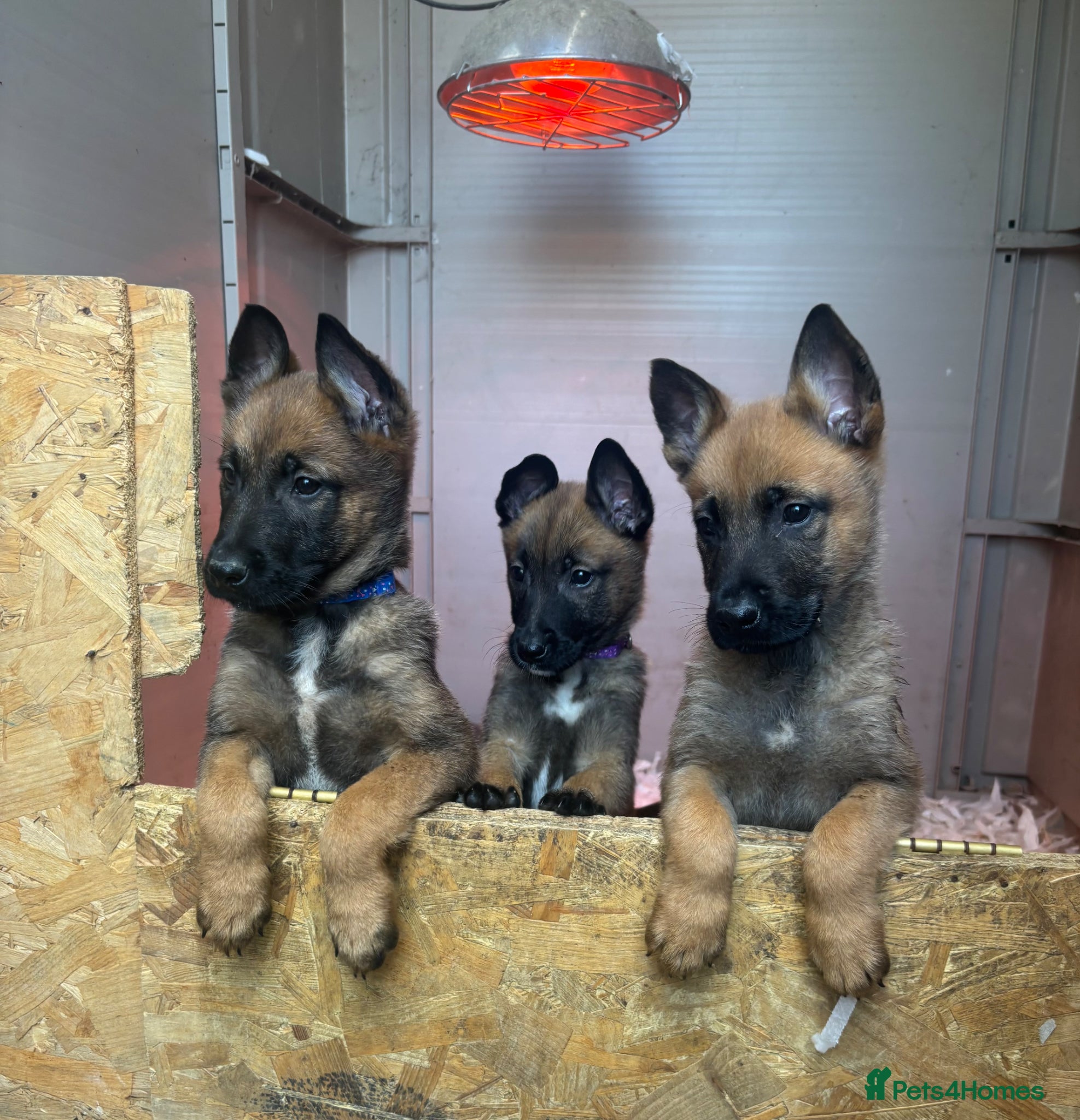 Belgian Shepherd Dog dogs (3 LEFT) TOP CLASS BELGIAN MALINOS - Advert 1