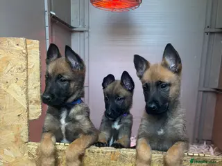Belgian Shepherd Dog dogs (3 LEFT) TOP CLASS BELGIAN MALINOS - Advert 1
