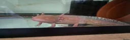 Axolotl reptiles for sale: Axolotls-Breeding pair - Advert 1