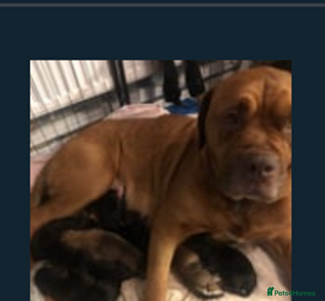 Dogue De Bordeaux dogs for sale: Dogue de Bordeaux cross shepweller puppy  - Image 4