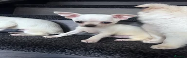 Chihuahua 2