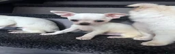 Chihuahua dogs for sale: Amazing puppys in hull - Advert 9