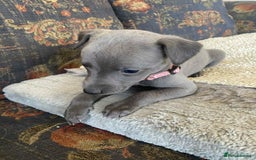 Whippet dogs for sale: KC Reg Blue whippet puppies - Image 14