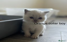 British Shorthair cats for sale: GGCF British shorthair Blue colourpoint kittens  - Image 8