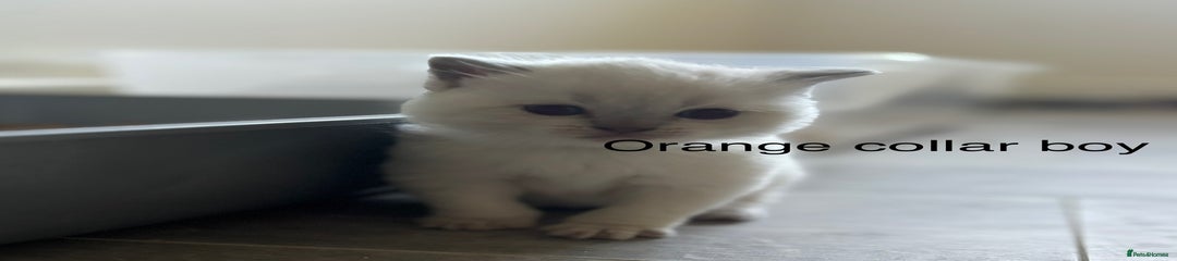 British Shorthair Kitten Blue colourpoint kitten 