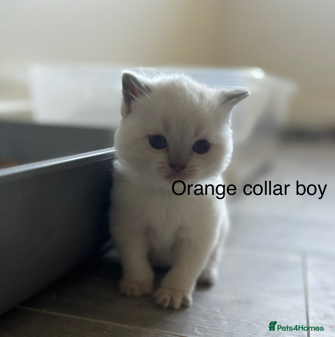 British Shorthair cats for sale: GGCF British shorthair Blue colourpoint kittens  - Image 8