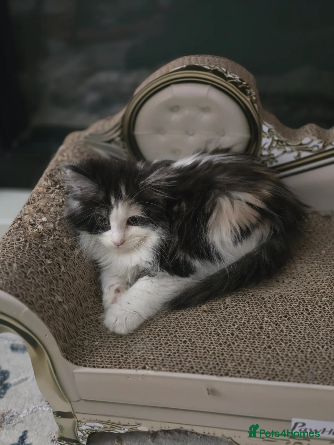 Maine Coon cats for sale: 2 sweet girls left* Maine Coon kittens Tica   - Advert 29