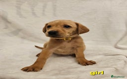 Labrador Retriever dogs for sale: Gorgeous Labradors babys looking for forever home - Image 7