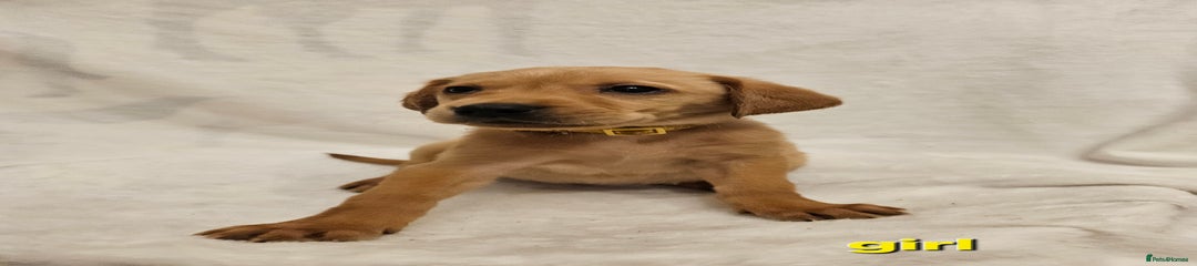 Labrador Retriever Puppy 7