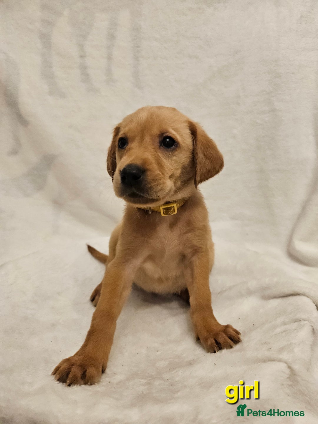 Labrador Retriever dogs for sale: Gorgeous Labradors babys looking for forever home - Image 7