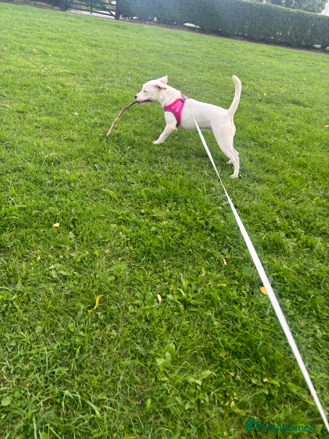 Mixed Breed dogs for sale: Staffy cross for rehome - Advert 4