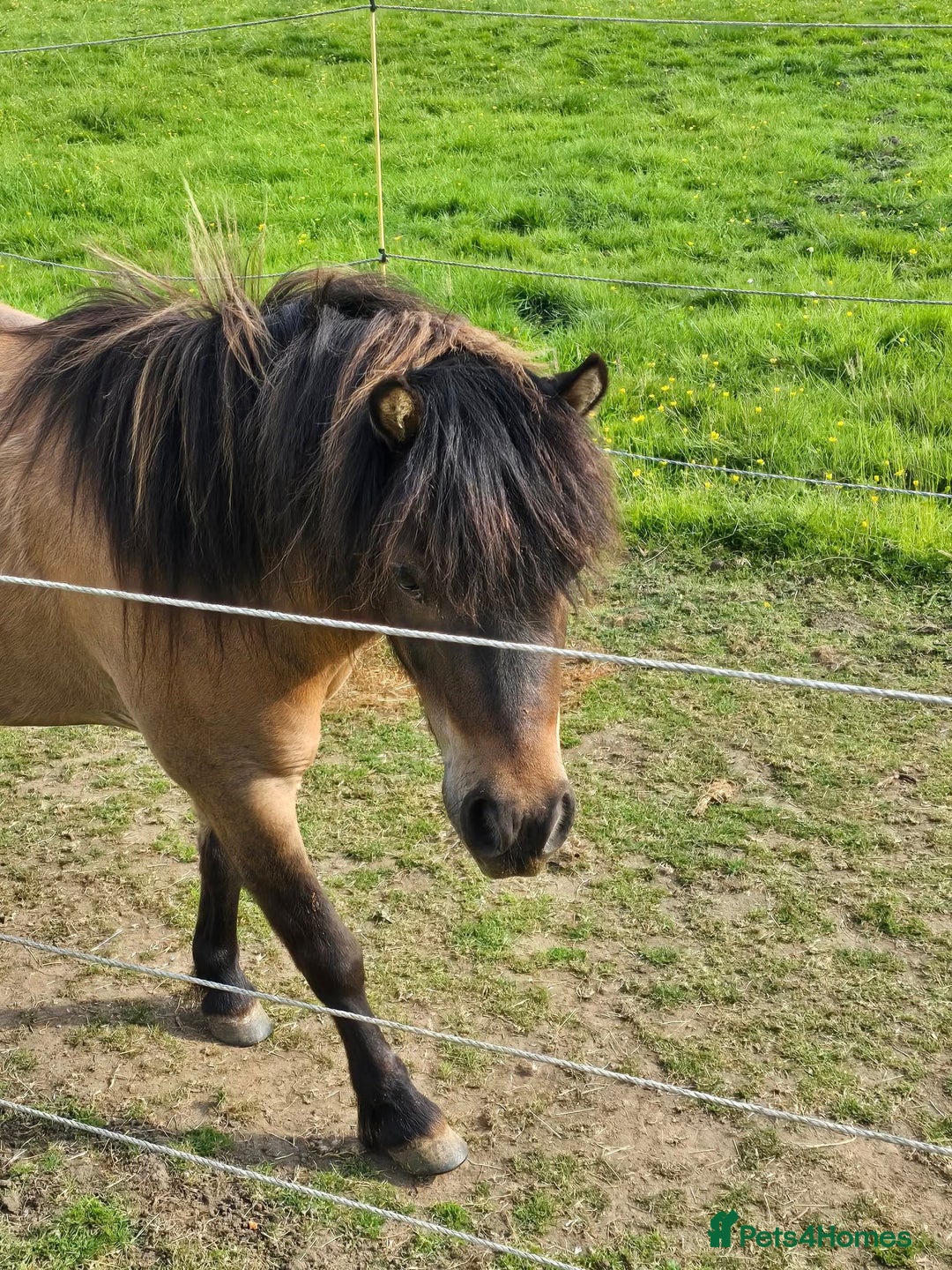 Miniature horses for sale: Pair bonded miniature horses for sale. - Advert 3