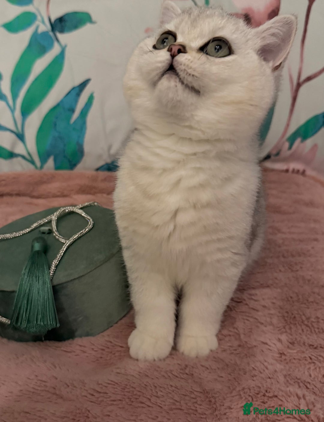 British Shorthair cats for sale: BSH🤍Zubracat Gucci 🤍GCCF🌟 - Advert 1