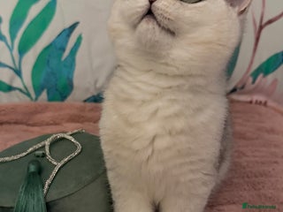 British Shorthair cats BSH🤍Zubracat Gucci 🤍GCCF🌟 - Advert 5