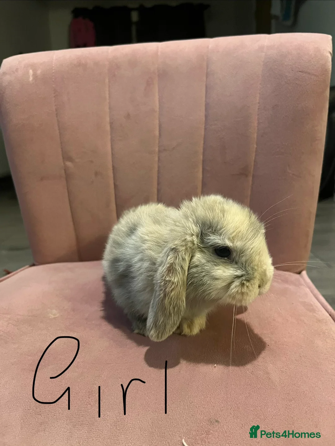 Mini Lop rabbits for sale: Mini lop - Advert 8