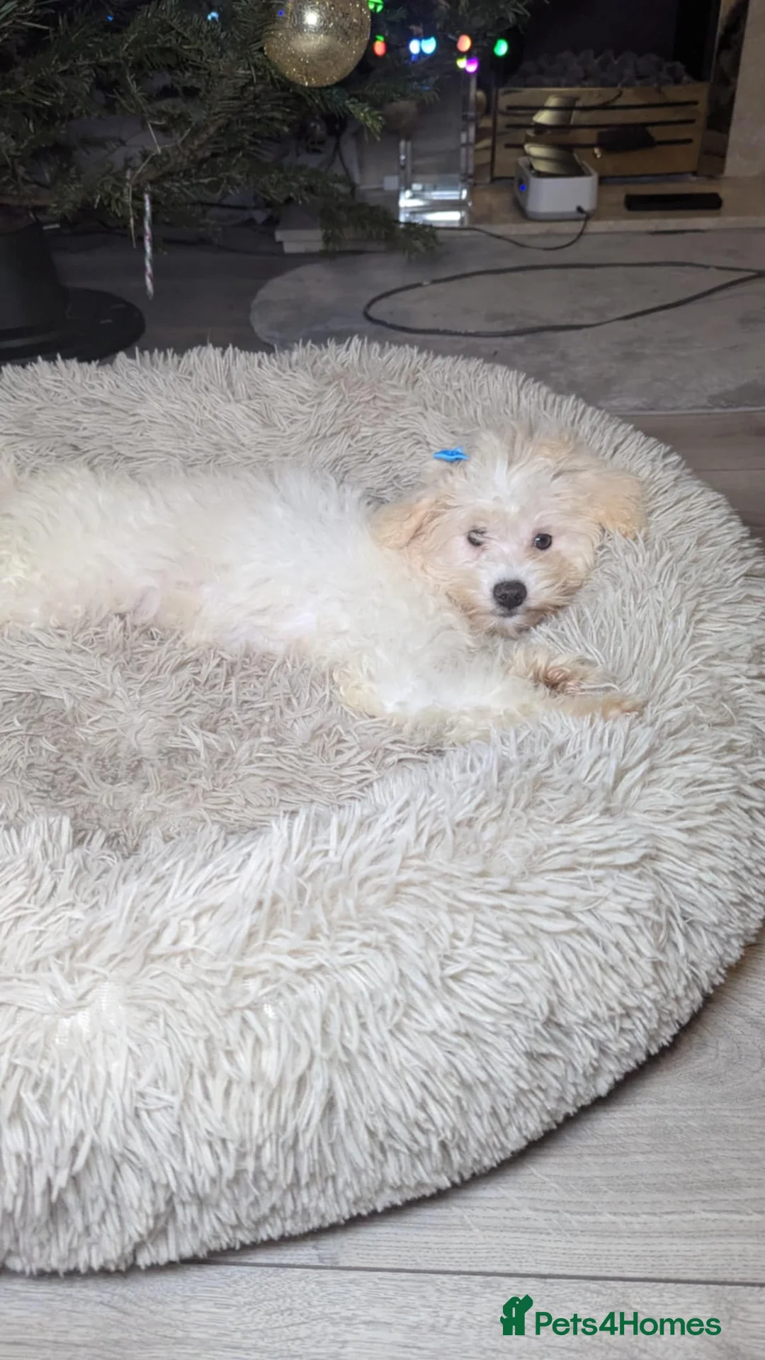 Maltipoo dogs for sale: Dominic C - Advert 5
