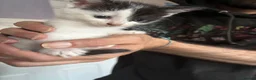 Domestic Shorthair cats for sale: Kittens - Advert 4
