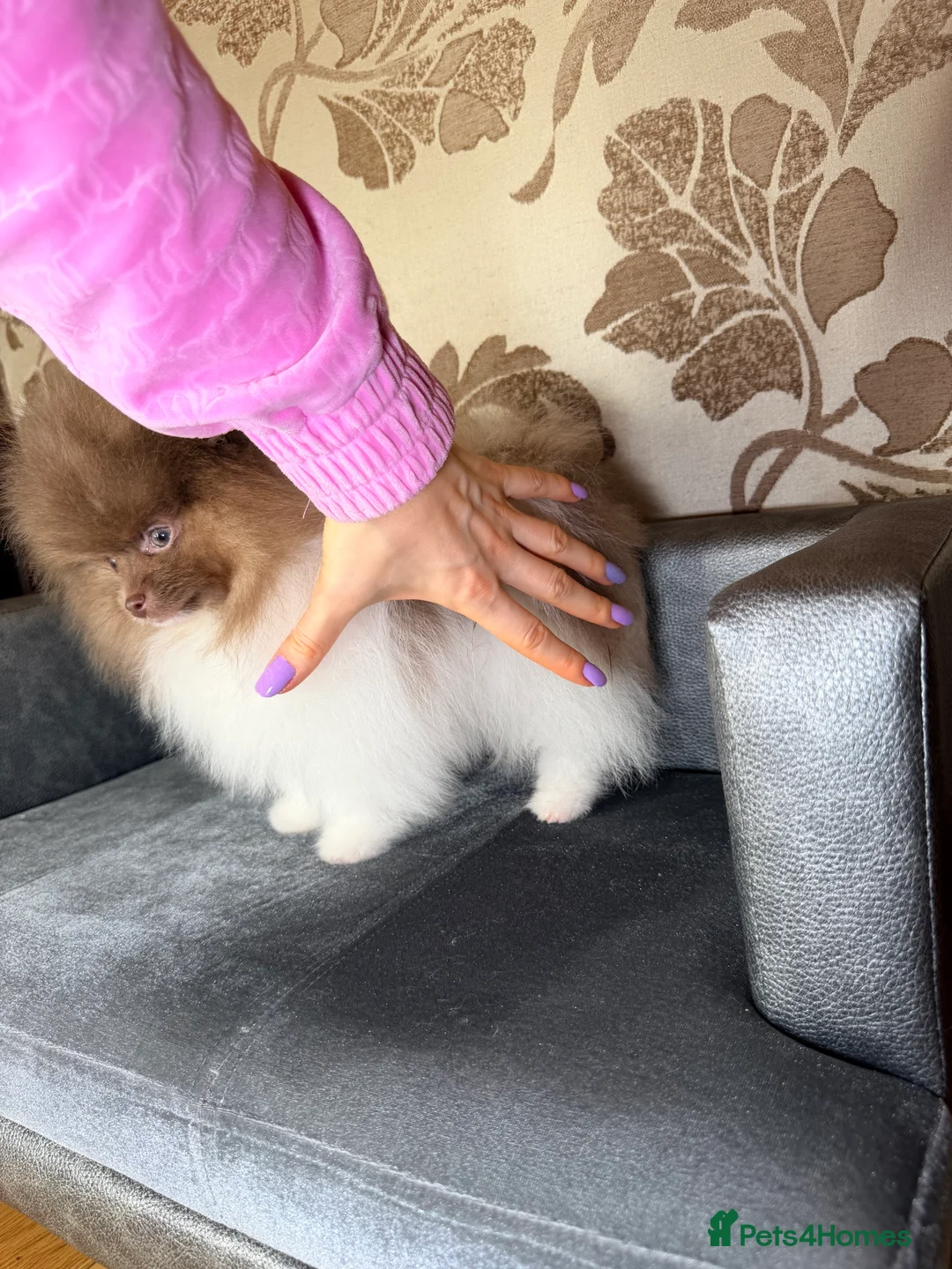 Pomeranian dogs for sale: Exclusive Lilac Party color Pomeranian Boy - Advert 37