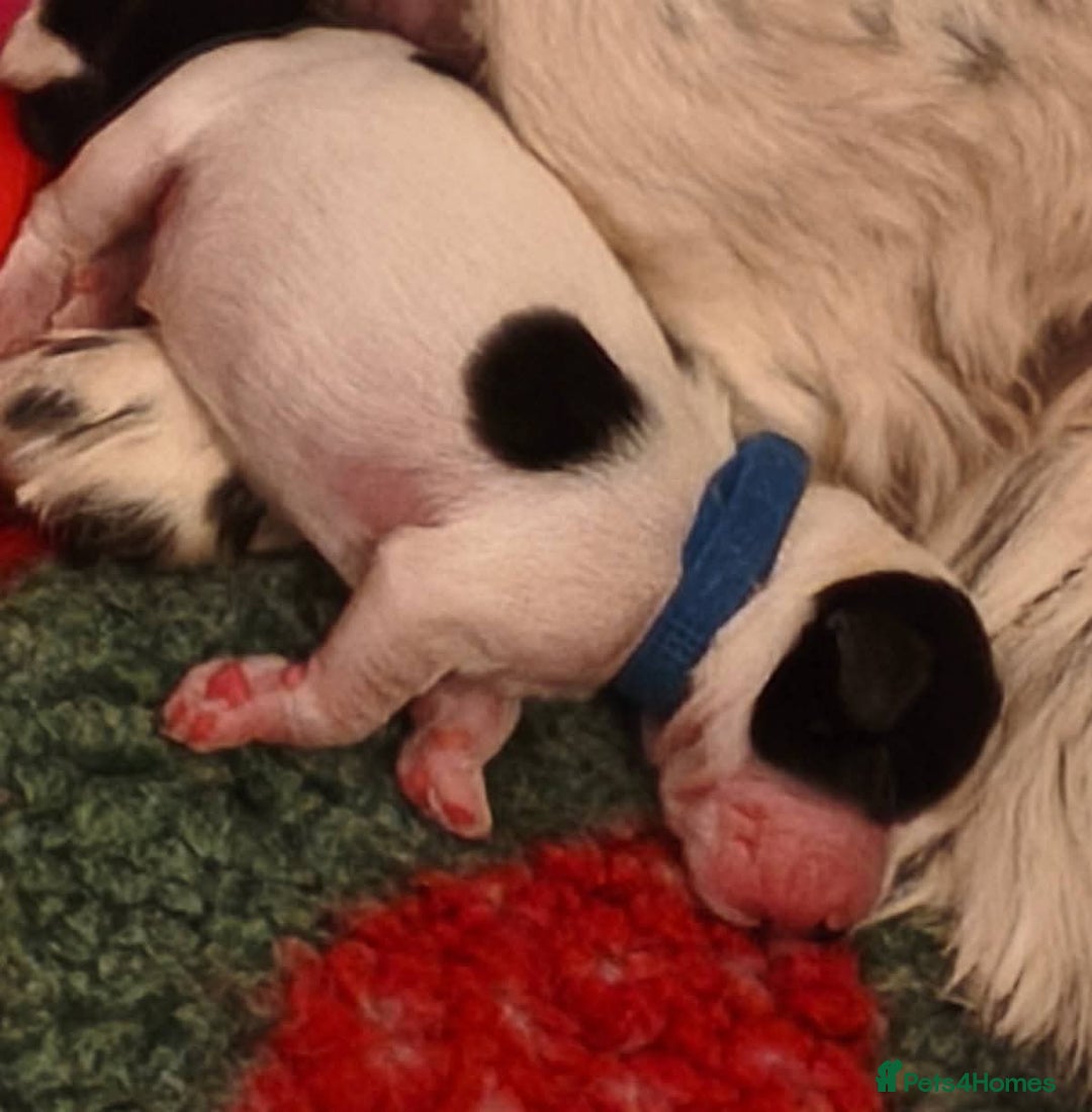 Mixed Breed dogs for sale: Gorgeous pups 🤩 ( cocker Bassett x Shichon ) - Image 8