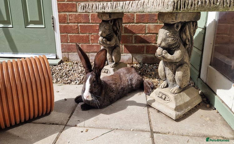 Continental Giant rabbits - Advert 1